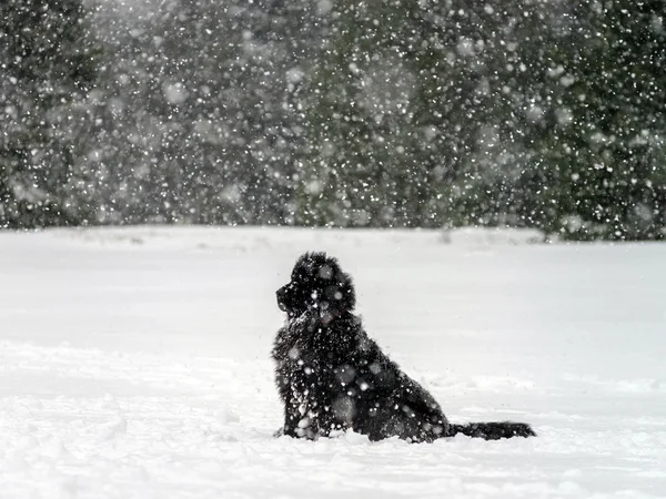 Cão newfondlander grande bonito na neve — Fotografia de Stock