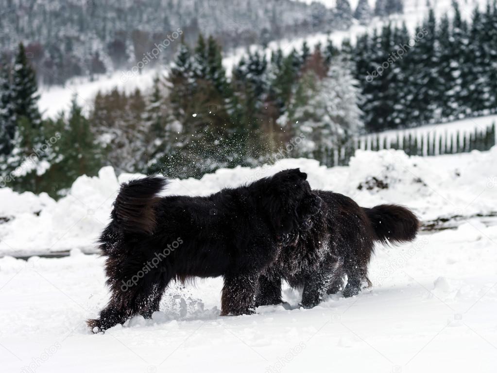 Two black water-dogs playing in snow