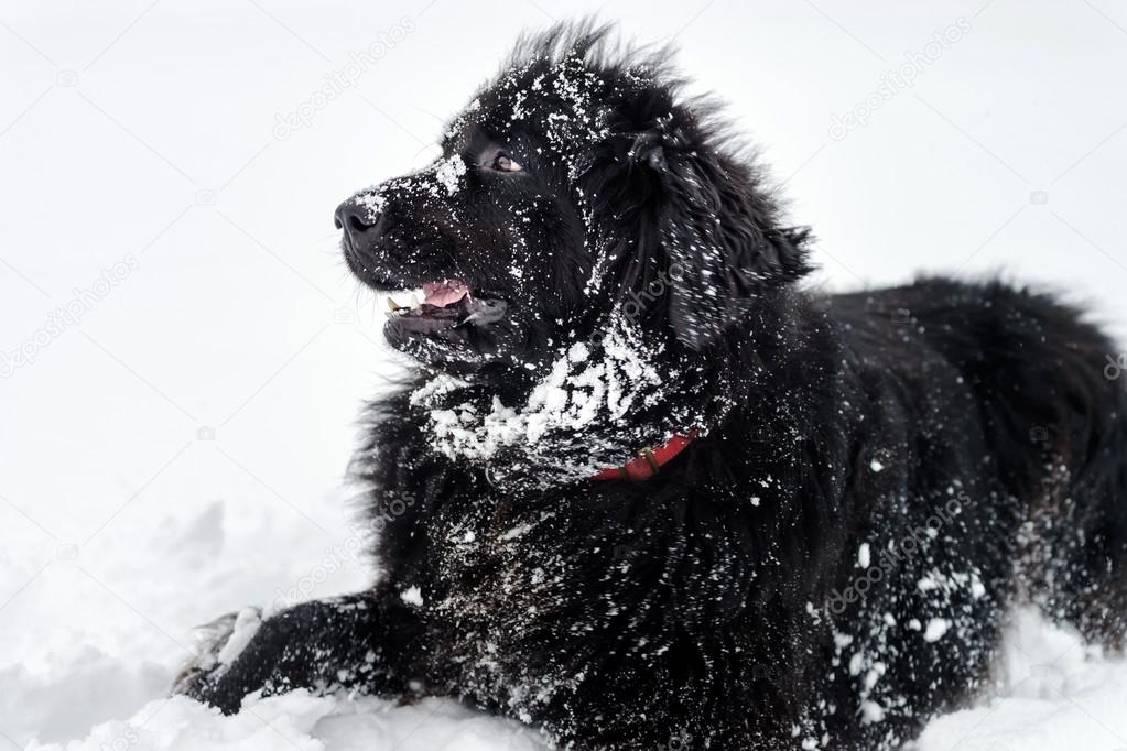 Beautiful big newfondlander dog in snow