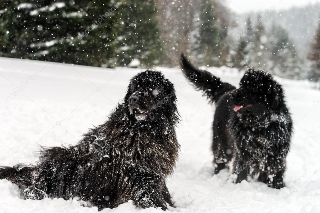 Two black water-dogs playing in snow