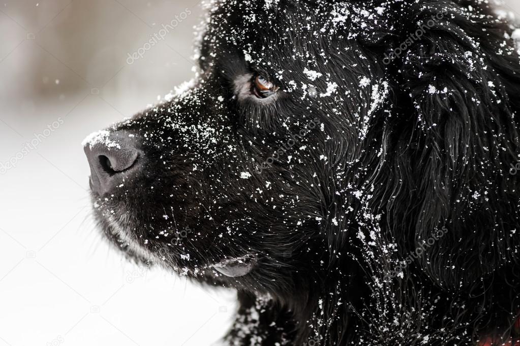 Beautiful big newfondlander dog in snow