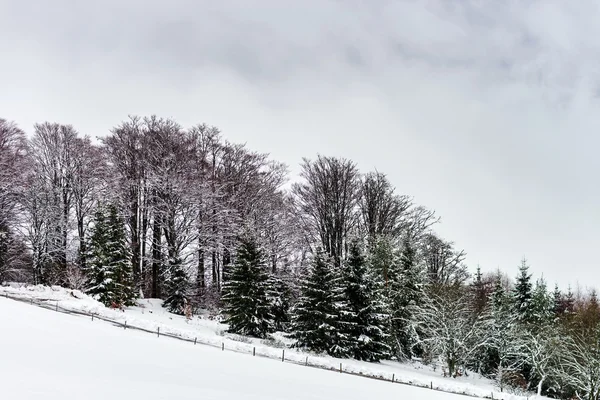 Красивый зимний снежный пейзаж с туманом — стоковое фото