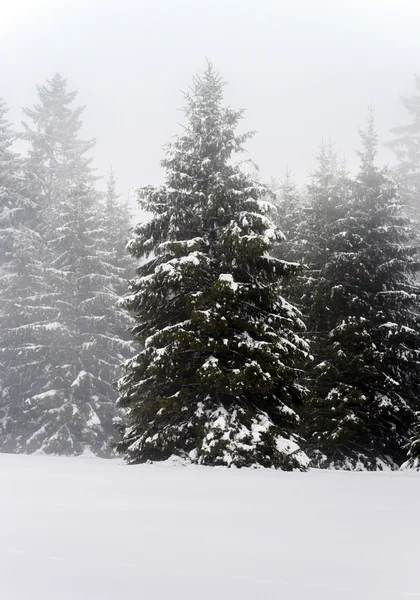 안개와 눈 덮인 아름 다운 겨울 풍경 — 스톡 사진