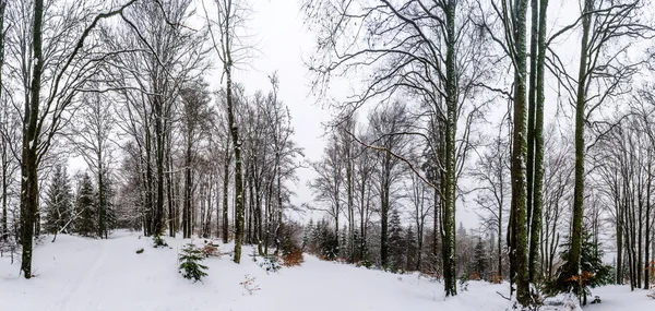 Güzel kış karlı manzara sis ile — Stok fotoğraf