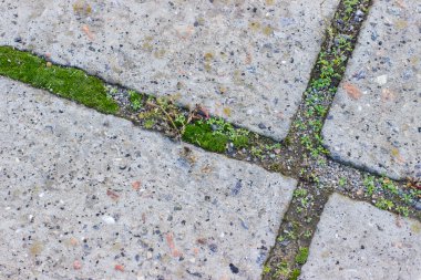 kaldırım döşeme beton arasında moss