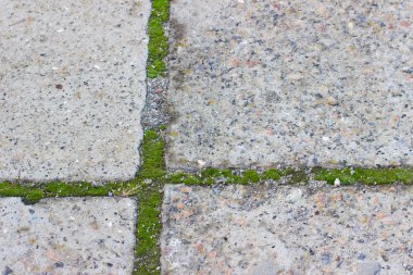 kaldırım döşeme beton arasında moss