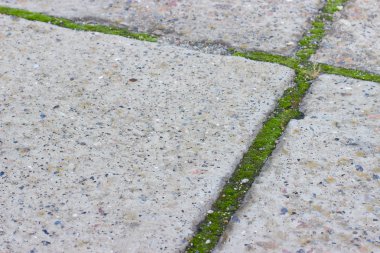 kaldırım döşeme beton arasında moss