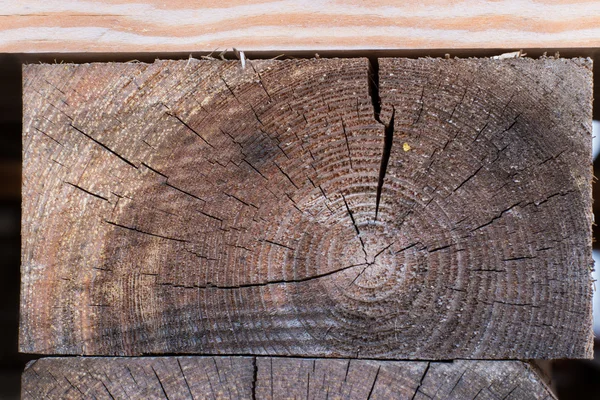 Texture of tree felling — Stock Photo, Image