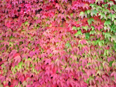 Kırmızı Sarmaşık