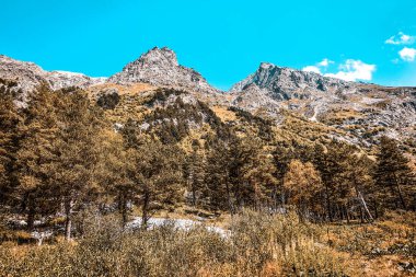 Ağaçlı dağ manzarası. seyahat