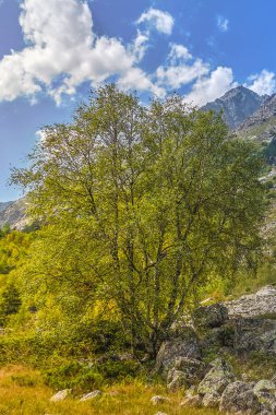Ağaçlı dağ manzarası. tek başına