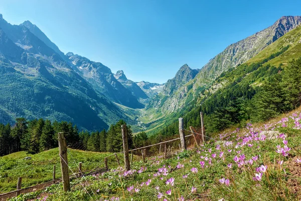 Lilie Jaře Kvetou Divoké Květiny Podél Plotu Pozadí Malebné Horské — Stock fotografie