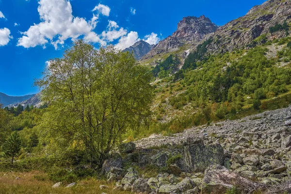 有树木的山地景观 — 图库照片