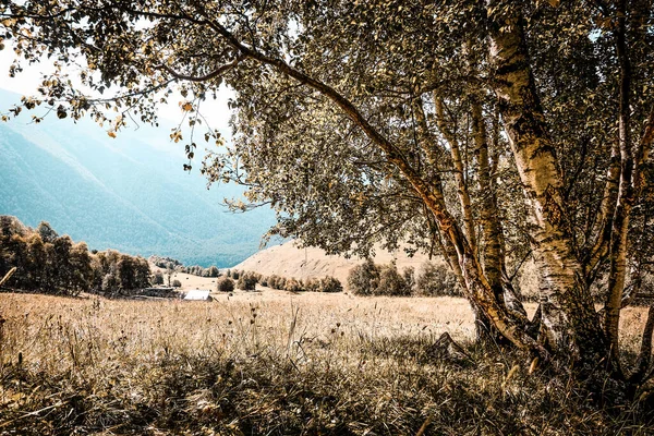 Yeşil ağaçlar ve çimlerle kaplı dağ manzarası. Arka planda kulübe