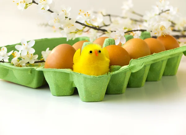 Easter eggs and chicken with flower for geeting card with copyspace — Stock Photo, Image