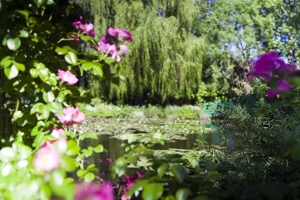 Trees and bushes with flowers around the lake with water lilies — Stok fotoğraf