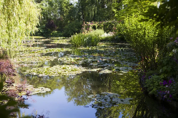 Пруд с водяными лилиями в парке — стоковое фото