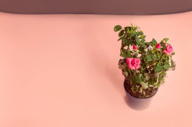 Gri küçük saksıda Güzel Gül Kordanası Karışımı