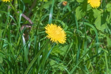 The photo shows the nature of Russia. Here is a medicinal dandelion, a young fresh and green grass close-up. Plants bathe in the rays of the May sun