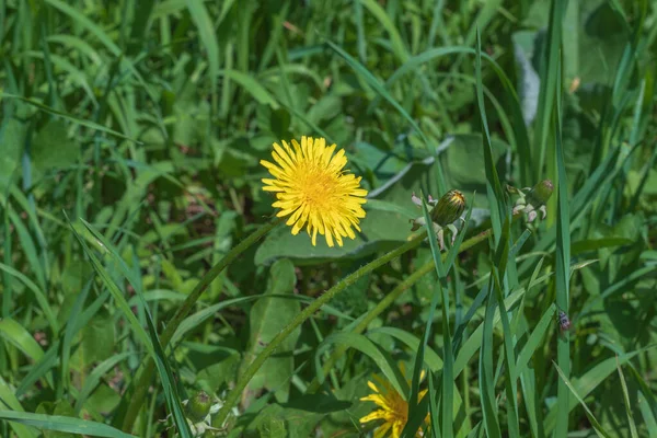 Photo Shows Nature Russia Here Medicinal Dandelion Young Fresh Green — Zdjęcie stockowe