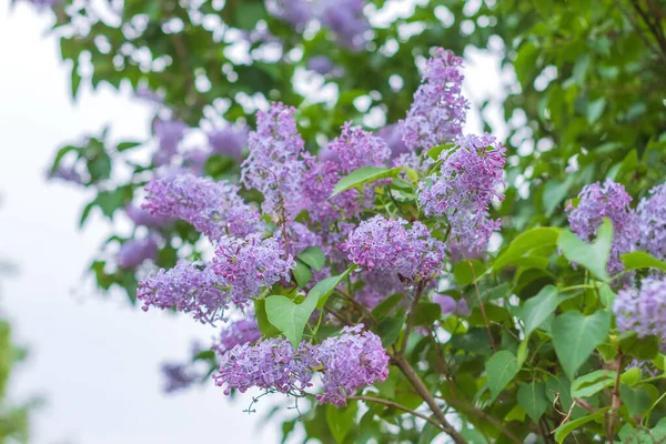 Photo Shows Image Natural Objects Here Blooming Lilac Close Range — Stock Photo, Image