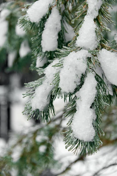 Evergreen Christmas or Fir or Spruce tree branch with fresh snow. Christmas Holidays, Winter Background. Copy space. Selective focus..