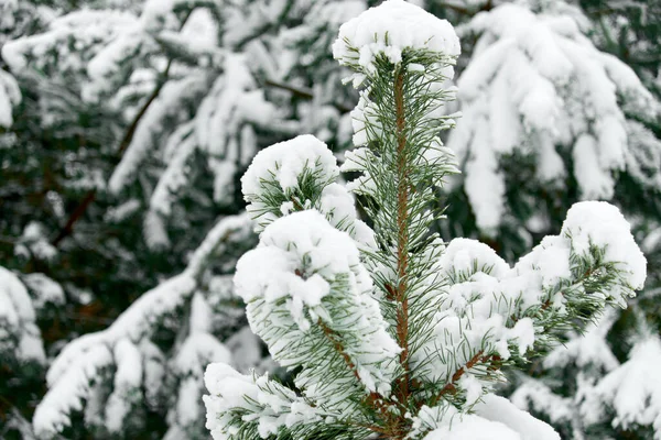 Evergreen Christmas or Fir or Spruce tree branch with fresh snow. Christmas Holidays, Winter Background. Copy space. Selective focus..