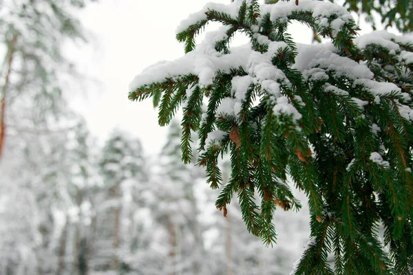Evergreen Christmas or Fir or Spruce tree branch with pine cones and fresh snow. Christmas Holidays, Winter Background. Copy space. Selective focus..