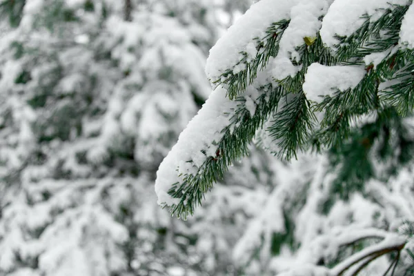 Evergreen Christmas or Fir or Spruce tree branch with fresh snow. Christmas Holidays, Winter Background. Copy space. Selective focus..