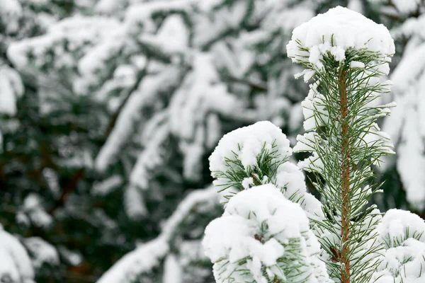 Evergreen Christmas or Fir or Spruce tree branch with fresh snow. Christmas Holidays, Winter Background. Copy space. Selective focus..