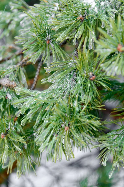 Evergreen Christmas or Fir or Spruce tree branch with fresh snow. Christmas Holidays, Winter Background. Copy space. Selective focus..