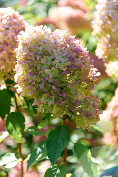 Pink flowers of hydrangea paniculata Vanilla Fraise in the garden. Spring time, summer sunny days. Postcard. Hydrangeas blooming. Blossom in garden. Selective focus, close up.