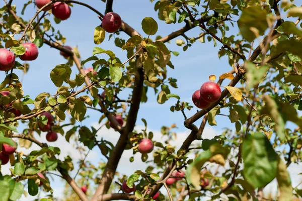 Fruits of a wild apple tree on a branch close-up. Branch with red apples.