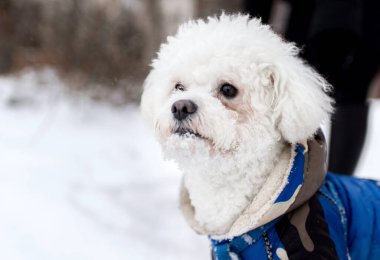 Beyaz köpek, kar üzerinde Maltese yetiştirir.
