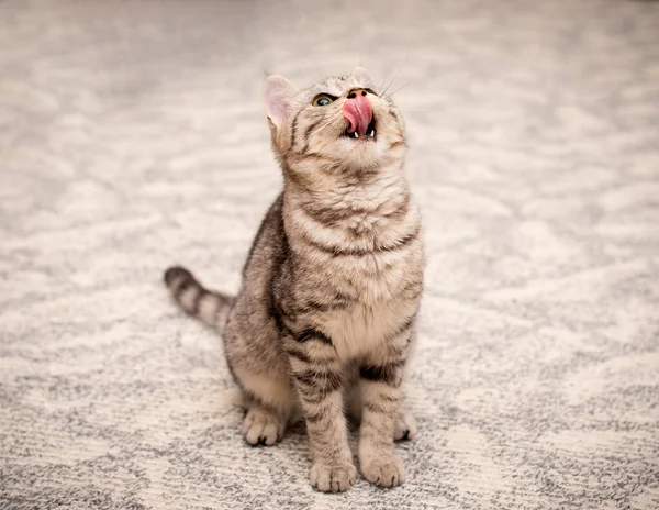 Mały Kot Patrzy Górę Liże — Zdjęcie stockowe