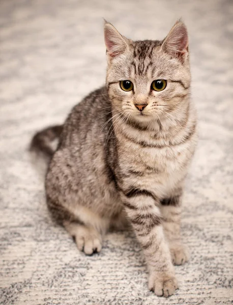 Mały Piękny Kot Wygląda Prosto Portret — Zdjęcie stockowe