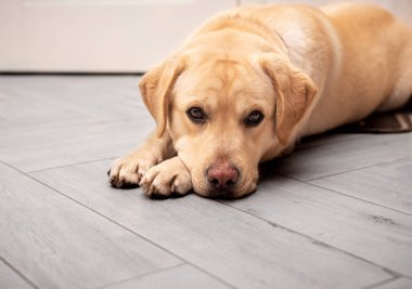 Labrador köpeği yerde yatıyor. Kum renginde. Üzgün bir bakışı var.