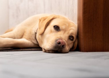 Labrador köpeği yerde yatıyor. Kum renginde. Üzgün bir bakışı var.