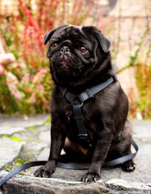 Siyah bir pug köpeği arka plandaki sarı çalılara karşı bir taşın üzerinde oturur. Köpeğin koşumu var. Dümdüz ileri bakıyor, ağzı açık. Köpek emirlere itaat eder. Portre. Fotoğraf bulanık..