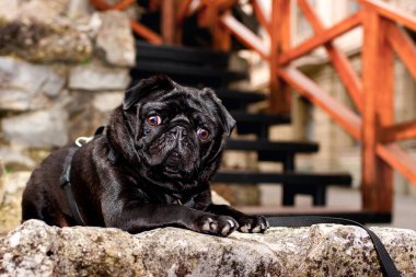 Siyah pug köpeği basamaklarda bir taşın üzerinde yatıyor. Köpek başını kaldırdı ve dikkatlice baktı. Köpek eğitimi. Yatay ve bulanık fotoğraf. Yüksek kalite fotoğraf