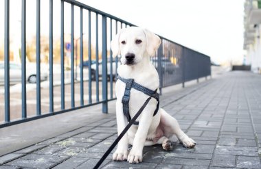 Labrador dışarıda kaldırımda oturuyor. Köpek altı aylıktır. Köpek eğitimi. Köpek çok üzgün. Köpeğin koşum takımı ve tasması var. Fotoğraf yatay ve bulanık görünüyor. Yüksek kalite fotoğraf