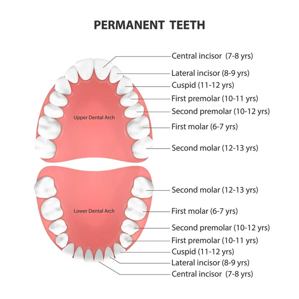 Vektor 3d realistiske tænder, øvre, nedre voksen kæbe, Top View. Anatomikonceptet. Ortodontist Menneskelige Tænder Scheme. Medicinsk oral sundhed. Design Skabelon af proteser, Periodontale sygdomme Gums, Finer – Stock-vektor