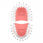 Vector 3D Realistische Zähne, Oberkiefer, Unterkiefer für Erwachsene, Draufsicht. Anatomisches Konzept. Kieferorthopäde Human Teeth Scheme. Medizinische Mundgesundheit. Design-Vorlage für Prothesen, Zahnfleischerkrankungen, Veneers