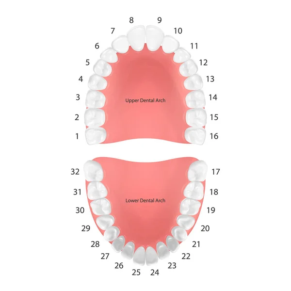 Vektor 3d Realistiska tänder, övre, nedre vuxenkäken, ovanifrån. Anatomi konceptet. Ortodontist mänskliga tänder Scheme. Medicinsk munhälsa. Design mall för protetik, Parodontal sjukdom tandkött, Faner — Stock vektor