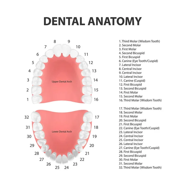 Vector 3d dientes realistas, superior, mandíbula inferior del adulto, vista superior. Concepto de anatomía. Ortodoncista Human Teeth Scheme. Salud bucal médica. Plantilla de diseño de prótesis, encías periodontales, carillas — Vector de stock