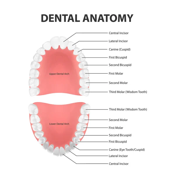 Vector 3d dientes realistas, superior, mandíbula inferior del adulto, vista superior. Concepto de anatomía. Ortodoncista Human Teeth Scheme. Salud bucal médica. Plantilla de diseño de prótesis, encías periodontales, carillas — Vector de stock