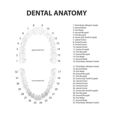 Vektör 3d Gerçekçi Dişler, Üst, Alt Yetişkin Çenesi, Üst Görünüm. Anatomi Konsepti. Ortodontist İnsan Diş Şeması izole edildi. Tıbbi Ağız Sağlığı. Protez ve Venedik Tasarım Şablonu