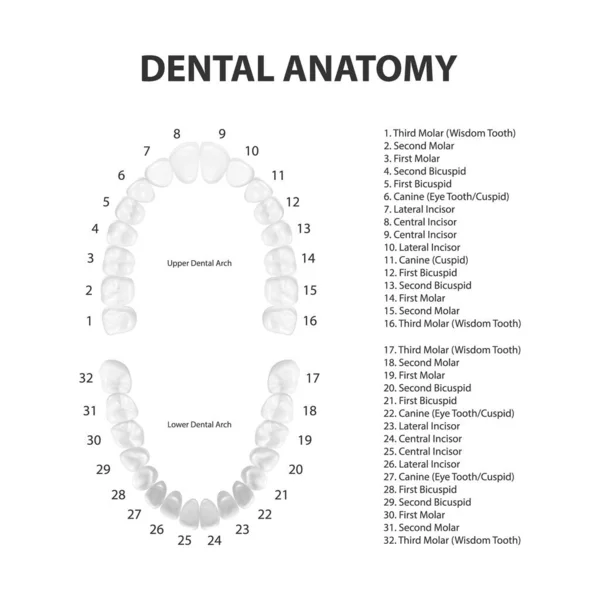 Vektor 3d Realistiska tänder, övre, nedre vuxenkäken, ovanifrån. Anatomi konceptet. Ortodontist Human Teeth Scheme Isolerad. Medicinsk munhälsa. Design mall för protetik, Faner — Stock vektor