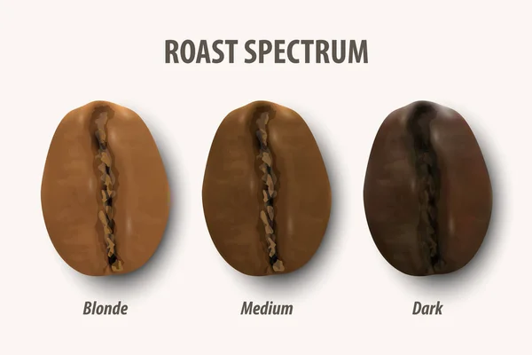 커피를 볶는 3 단계. 3 종으로 이루어져 있다. 텍스처화 된 커피빈 세트, 로스트 스펙트럼, 커피 의 Degree of Roast Coffee, Icon Set Closeup Isolated on White Background. 위에서 본 광경 — 스톡 벡터