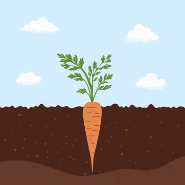 Carrot Growing in Soil Cross Section, Vector Illustration. Flat Cartoon Carrot Plant with Leaves. Carrot Root Underground. Garden, Agriculture, Organic Harvest, Vegetable, Food Concept.